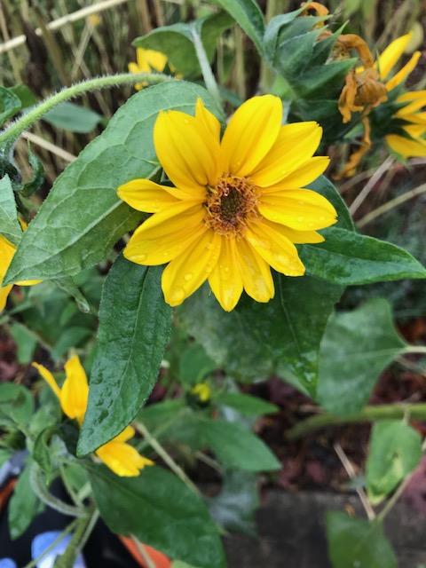 sunflower pic